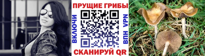 Псилоцибиновые грибы Magic Shrooms  Тимашёвск 